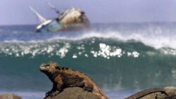 A marine iguana sunbathes on rocks of San Cristobal Island in the Galapagos Archipelago. The strange animals of the Galapagos made Darwin wonder about how species develop and change.