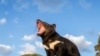 Tasmanian Devils Reintroduced to Australia after 3,000-Year Absence