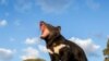 Tasmanian Devils Reintroduced to Australia after 3,000-Year Absence