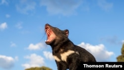 A Tasmanian devil in Australia is shown in this undated handout image. (Aussie Ark/Handout via REUTERS)
