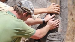 Interview with Linda Marabini of Operations of Aware Trust In Zimbabwe on Dehorning Rhinos