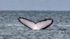 FILE - The tail of a humpback whale surfaces out of the Pacific Ocean at Contadora Island, in Panama, on July 13, 2019.