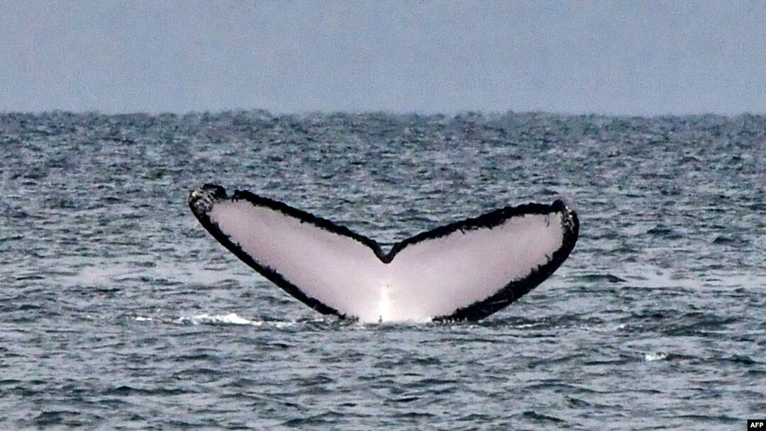 FILE - The tail of a humpback whale surfaces out of the Pacific Ocean at Contadora Island, in Panama, on July 13, 2019.