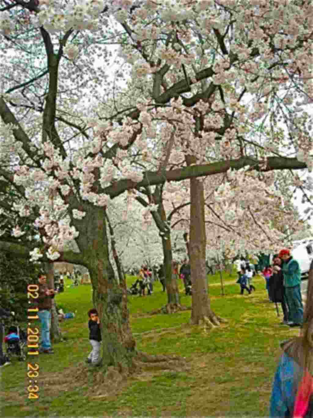 فستیوال شکوفه های گیلاس در واشنگتن ۲۰۱۱