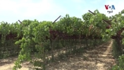 د امریکې په کېلېفورنیا ریاست کې د انګورو او شرابو پېداوار