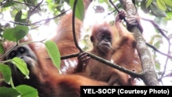 Orangutan Tapanuli (Pongo Tapanuliensis). (Foto: YEL-SOCP).