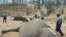 A group of elephants, believed to have been killed by poachers, lie dead at a watering hole in Zimbabwe's Hwange National Park. Picture taken Oct. 26, 2015. 