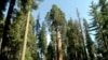 Long Drought Affecting California’s Sequoias