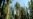 Long Drought Affecting California’s Sequoias