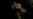 Ancient Human Ancestor Was One Tall Dude, His Footprints Say