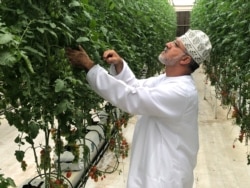 Agronomist Fahd Bin Salah explains the high tech greenhouse systems Qatar is using to grow cherry tomatoes in Al Khor, 50 km north of the capital Doha. (J.Wirtschafter/VOA)