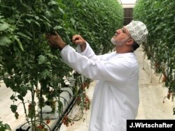 Agronomist Fahd Bin Salah explains the high tech greenhouse systems Qatar is using to grow cherry tomatoes in Al Khor, 50 km north of the capital Doha. (J.Wirtschafter/VOA)