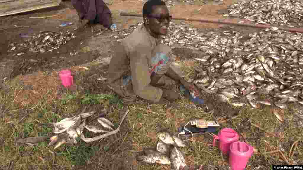 Un pecheur nigerian nettoie les poissons qu'il vient de pecher dans le lac,Tagal, Tchad, le 24 avril 2017 (VOA / Nicolas Pinault)