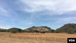 Despite forecasts of above-average rainfall, some of parts of Zimbabwe have yet to receive rains a month after the beginning of the season. Here in rural Gutu, Zimbabwe, about 300 kilometers south of Harare, farmers did dry planting in November and are wa