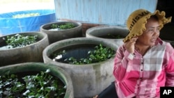 FILE - Eel farmer Luy Nga, 52, sits next to jars where eels are reared at Tonle Sap complex. north of Phnom Penh, Cambodia, July 31, 2024.