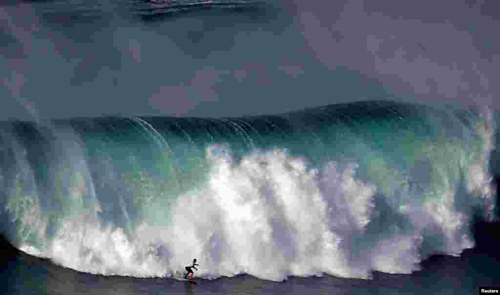 A surfer drops in on a large wave at Praia do Norte in Nazare, Portugal.