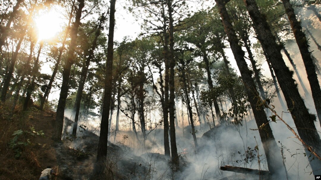 Seorang karyawan Perusahaan Pengembangan Hutan Honduras (COHDEFOR) berjalan di hutan El Tamagas yang terbakar api kebakaran lahan di timur Tegucigalpa, Honduras, 5 Mei 2006. 