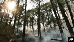 Seorang karyawan Perusahaan Pengembangan Hutan Honduras (COHDEFOR) berjalan di hutan El Tamagas yang terbakar api kebakaran lahan di timur Tegucigalpa, Honduras, 5 Mei 2006. 