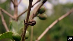 A picture taken on October 26, 2011 shows a coffee plant at the farm of Rwanda's Luis Ntiricakeza in Sakara Village, Eastern Rwanda.