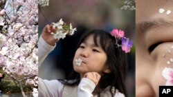 Cherry Blossoms Lure Admirers Around North Asia