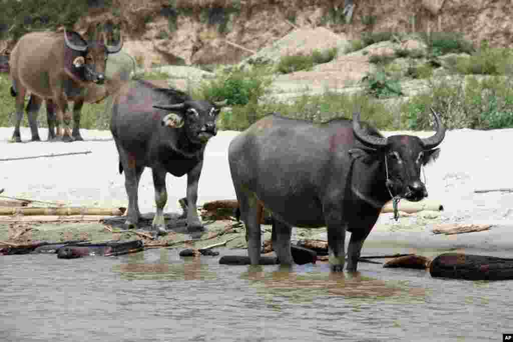 Water buffalos at riverside in Myitsone, Burma, March 31, 2012. (VOA - D. Schearf)