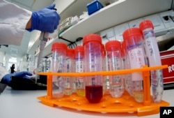 A lab assistant works on samples with Christian Drosten, director of the institute for virology of Berlin's Charite hospital on his researches on the coronavirus in Berlin, Jan. 21, 2020.