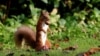 A red squirrel stockpiles walnuts in Pitlochry, Scotland, Britain October 8, 2019. 