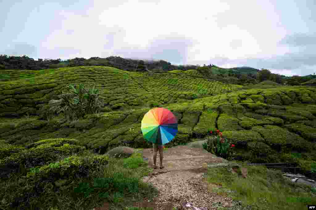 A man holds an umbrella at the BOH Sungai Palas Tea Centre in the Cameron Highlands near Brinchang in Malaysia's Pahang state, Nov. 27, 2020.
