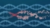 Viral infection causes DNA structure damage and mutation. (Adobe Stock)