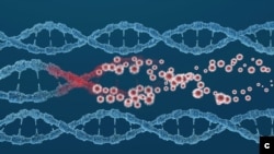 Viral infection causes DNA structure damage and mutation. (Adobe Stock)