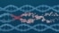 Viral infection causes DNA structure damage and mutation. (Adobe Stock)