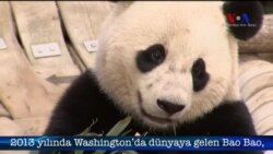 Sevimli Panda Washington'a Veda Etti