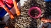 FILE- Female workers sort shrimp at a seafood market in Mahachai, Thailand, Sept. 30, 2015.