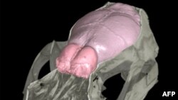 Koku Duygusunun İnsan Evrimindeki Rolüne Dair Yeni Bulgular