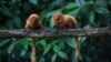 Golden lion tamarins sit on a tree branch in the Atlantic Forest in Silva Jardim, state of Rio de Janeiro, Brazil, April 15, 2019.