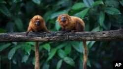 Golden lion tamarins sit on a tree branch in the Atlantic Forest in Silva Jardim, state of Rio de Janeiro, Brazil, April 15, 2019.