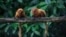 Golden lion tamarins sit on a tree branch in the Atlantic Forest in Silva Jardim, state of Rio de Janeiro, Brazil, April 15, 2019.