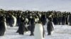 Populasi Penguin Meningkat di Antartika