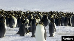 Sekelompok Penguin Emperor terlihat di Dumont d'Urville, Antartika (10/4). Sensus binatang di habitat Antartika menunjukkan meningkatnya jumlah penguin jenis Emperor ini.