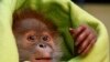 Bayi orangutan betina yang berusia tiga minggu 'Rieke' sebagai ilustrasi. (Foto: Reuters)