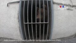 Վայրի բնության և մշակութային արժեքների պահպանման հիմնադրամը (FPWC) տեղափոխում է Մ.Գրիգորյանի գազաններին