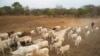 FILE - Cattle keepers walk with their cows near Tonj, South Sudan, Feb. 16, 2020.