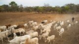 FILE - Cattle keepers walk with their cows near Tonj, South Sudan, Feb. 16, 2020.