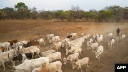 FILE - Cattle keepers walk with their cows near Tonj, South Sudan, Feb. 16, 2020.