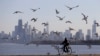 Burung-burung terbang saat seorang perempuan mengendarai sepedanya di Chicago pada tanggal 1 Februari 2013. Sebuah studi baru menemukan bahwa 610 spesiesn burung dalam 130.000 tahun. (Foto: AP)