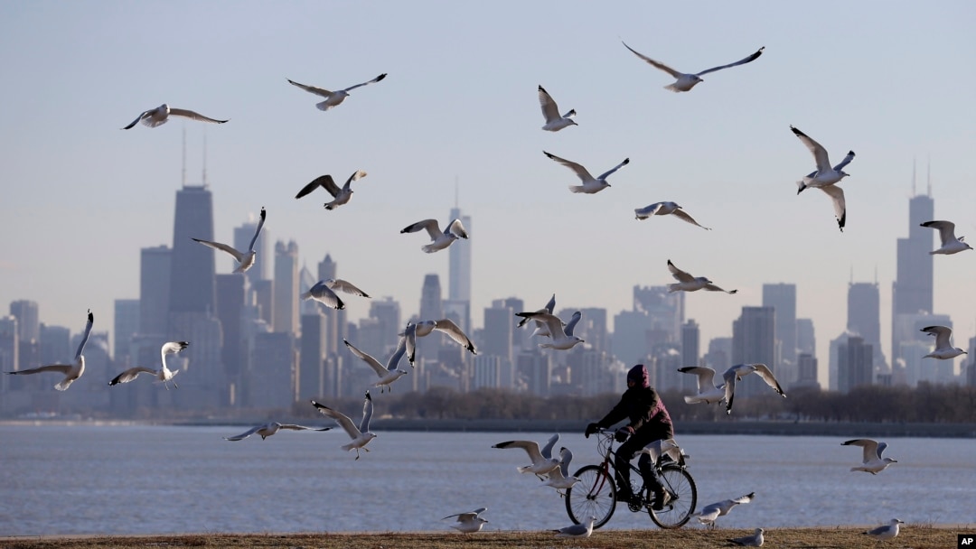 Burung-burung terbang saat seorang perempuan mengendarai sepedanya di Chicago pada tanggal 1 Februari 2013. Sebuah studi baru menemukan bahwa 610 spesiesn burung dalam 130.000 tahun. (Foto: AP)