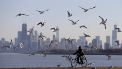 Burung-burung terbang saat seorang perempuan mengendarai sepedanya di Chicago pada tanggal 1 Februari 2013. Sebuah studi baru menemukan bahwa 610 spesiesn burung dalam 130.000 tahun. (Foto: AP)