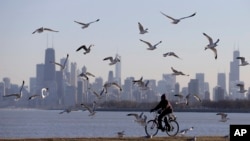 Burung-burung terbang saat seorang perempuan mengendarai sepedanya di Chicago pada tanggal 1 Februari 2013. Sebuah studi baru menemukan bahwa 610 spesiesn burung dalam 130.000 tahun. (Foto: AP)