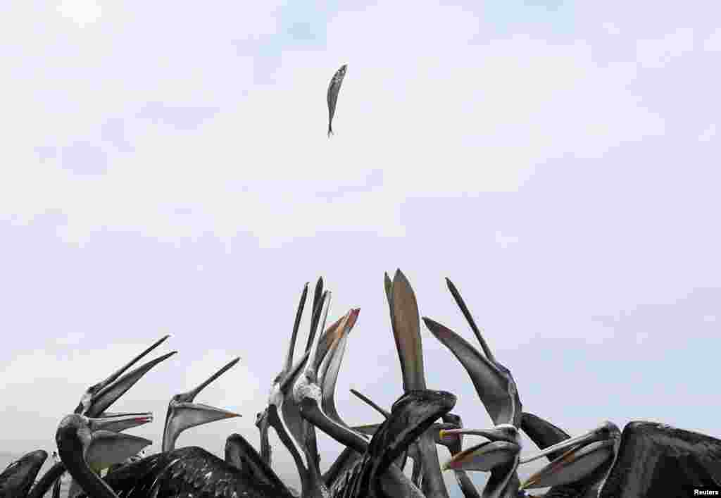 Burung pelikan mencoba menangkap ikan yang dilemparkan oleh seorang nelayan di dermaga pemancingan di Paracas National Reserve di Ica, Peru, 15 Maret 2015.