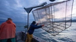 Kerang quagga tampak menempel pada jaring nelayan milik Claude Delley saat ia dan anaknya mengangkat jaring milik mereka di Danau Neuchatel di Swiss, pada 3 Oktober 2024. (Foto: Reuters/Denis Balibouse)